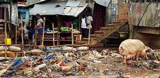 And this in the capital Freetown - humans and pigs co-habit?