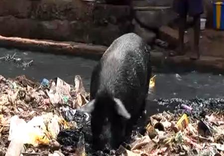 Pigs quite a home at Kroo Bay slums