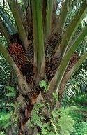The oil palm tree - why has it become of such economic and cultural importance in Sierra Leone?