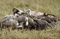 Who are these local and international vultures?