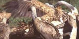 The vultures bearing various names land on the soils of Sierra Leone